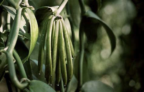 beyond the jar chanel|VANILLA PLANIFOLIA .